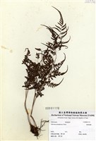 藏品(宿蹄蓋蕨)的圖片